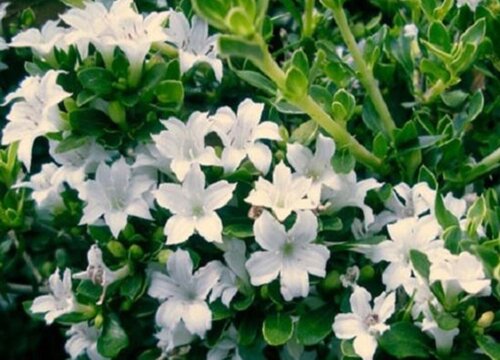 六月雪会开花吗