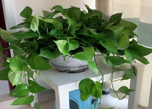 半水培绿萝怎么养才能更旺盛
