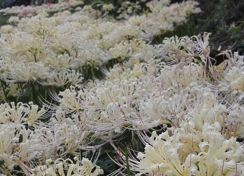 曼珠沙华怎么养才开花
