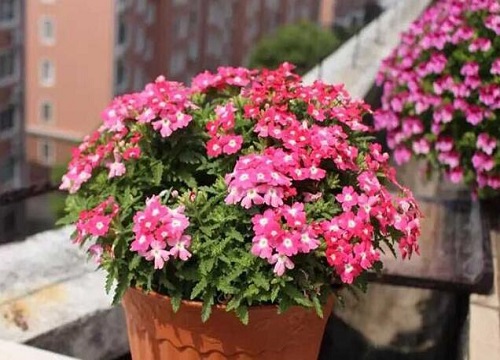河南适合种什么花卉好 常见河南适宜种植的花木