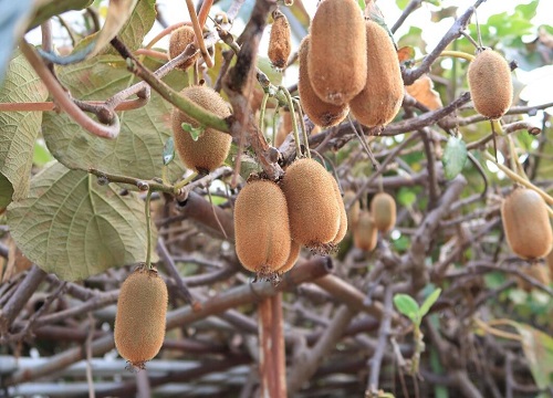 重庆适合种植什么水果