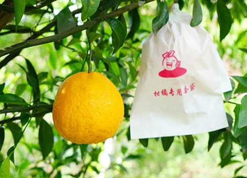 耙耙柑亩产量多少斤 种植成本及利润