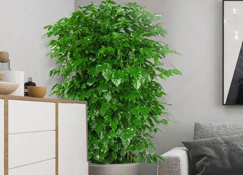 平安树怎么修剪才好看 修剪方法与技巧