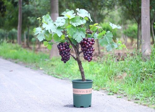 盆栽葡萄怎么养 葡萄盆栽的种植方法与要点