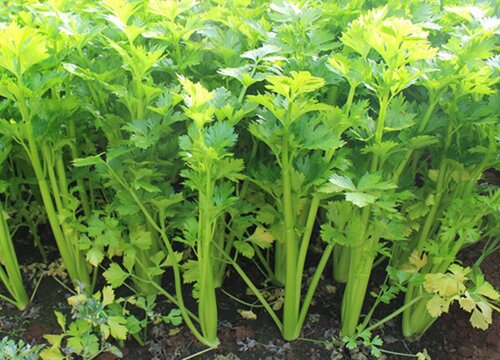 芹菜几月份种植最好 适合什么时候种植