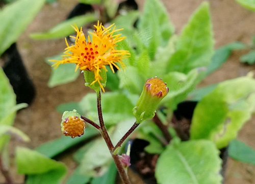 三七种植技术与栽培管理要点（三七种植条件与生长环境）