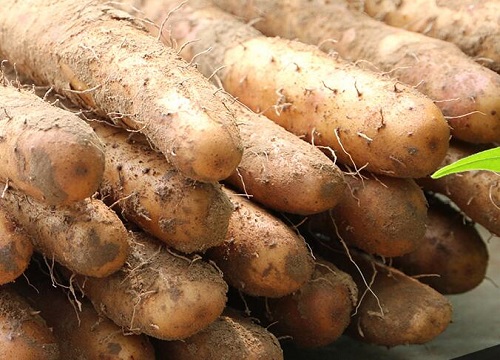 山药底肥放什么肥好 底肥施用方法