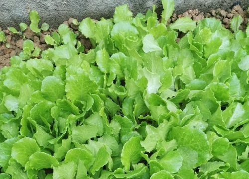 生菜北方几月份种植最好 北方生菜种植时间和方法