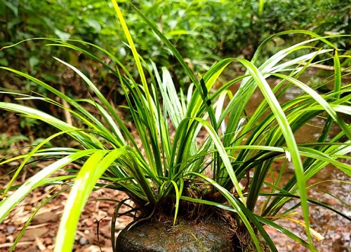 国内十大紧缺药材（适合懒人种植的市场最需要药材）