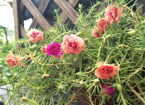 六月份适合种什么花卉植物容易成活