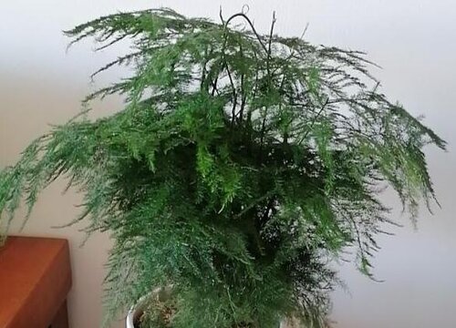 文竹怎么剪枝 造型修剪的具体方法