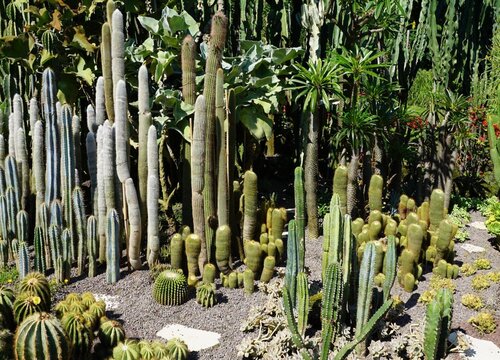 仙人掌可以水培吗 水培养殖方法和注意事项