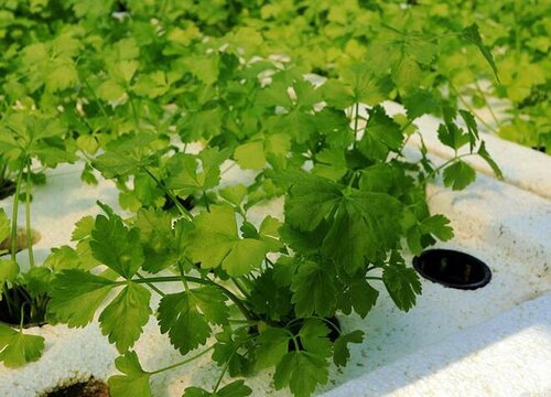 香菜可以水培吗 水培养殖方法和注意事项