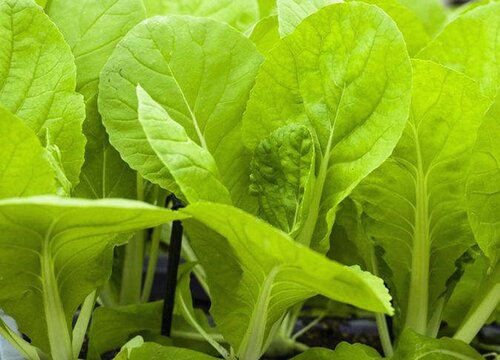 小白菜几月份种植最好 适合什么季节种
