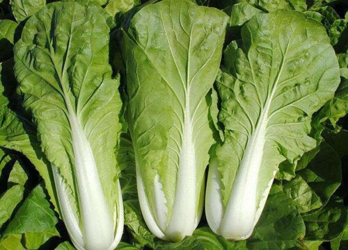 小白菜亩产量多少斤