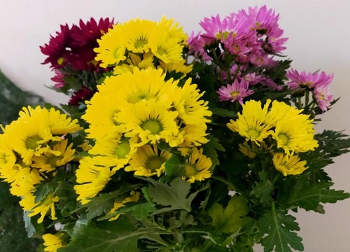 小菊花2(2)