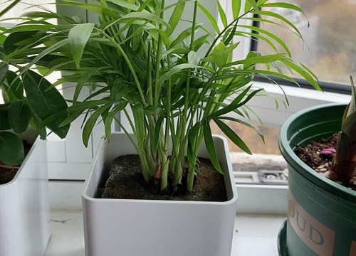 袖珍椰子喜阴还是喜阳光的植物