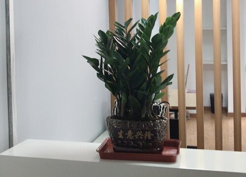 摇钱树怎么种植 栽种时间和方法