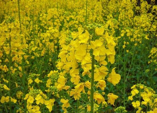 油菜花1