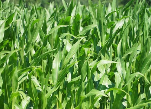 春玉米种植时间和方法 什么时间育苗最合适