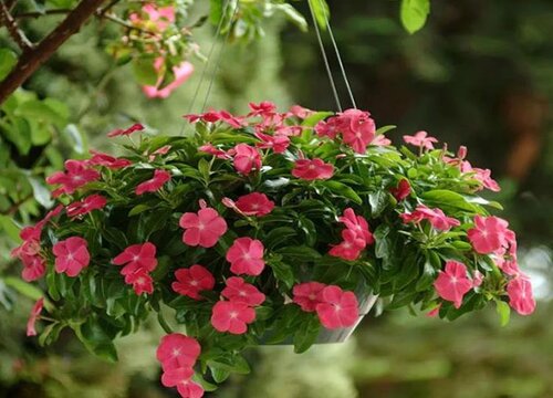 长春花适合什么季节种 种子几月份种植好