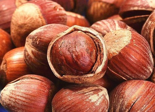 种植榛子赚钱吗 经济效益与前景如何