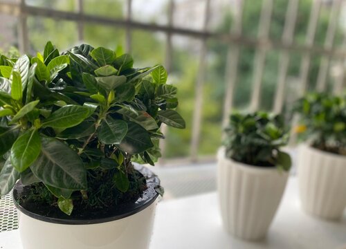 栀子花可以浇可乐吗 可乐浇栀子花方法
