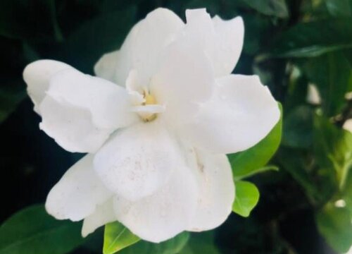 栀子花多长时间浇一次水