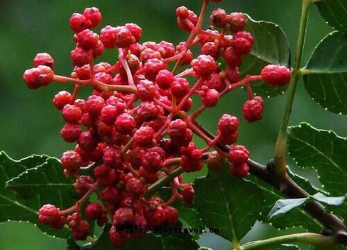 红袍花椒几年结果实