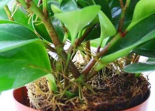 豆瓣绿喜欢太阳吗