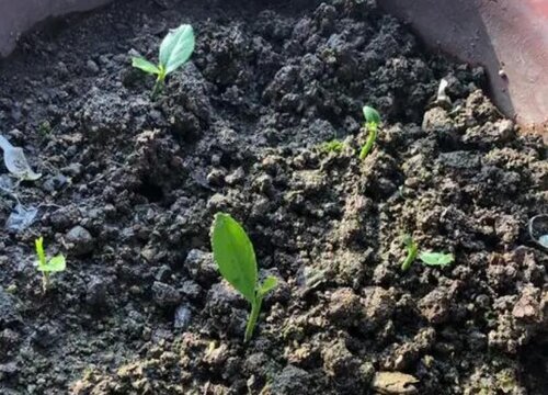 种柠檬用什么土最好