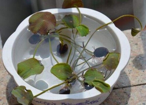 碗莲种子怎么发芽 发芽到什么程度可以种植