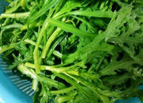 茼蒿菜种植时间和方法 什么时候播种好