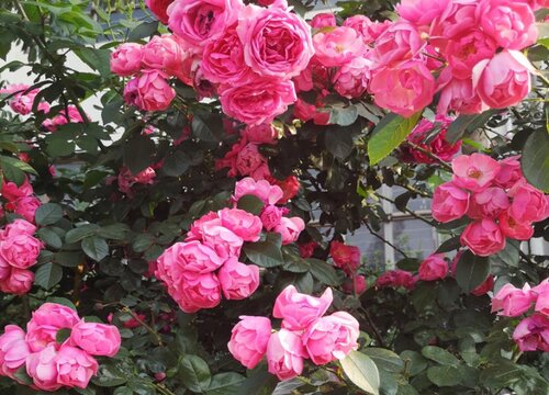 如何给月季正确的施肥（平时掌握好月季花施肥方法）