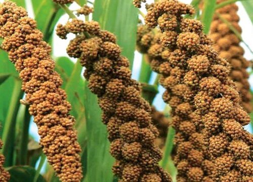 小米亩产量一般多少斤 种植小米一亩利润多少钱