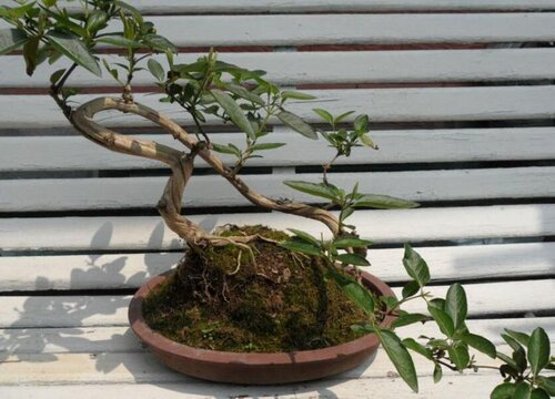 金银花怎么修根