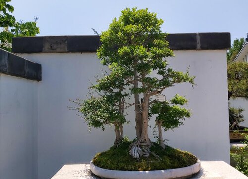 大树几天浇一次水比较好