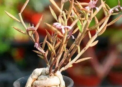 人参什么季节种植最好 人参的种植时间与方法