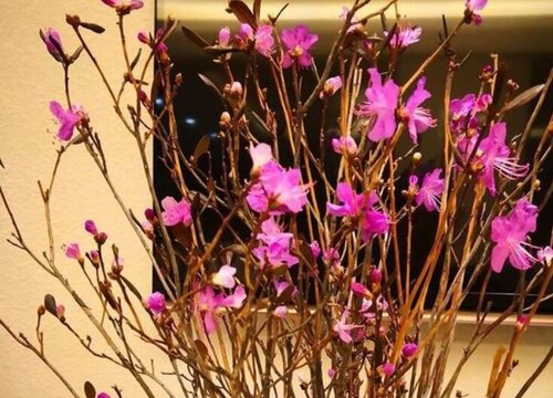 干花杜鹃怎么养才开花