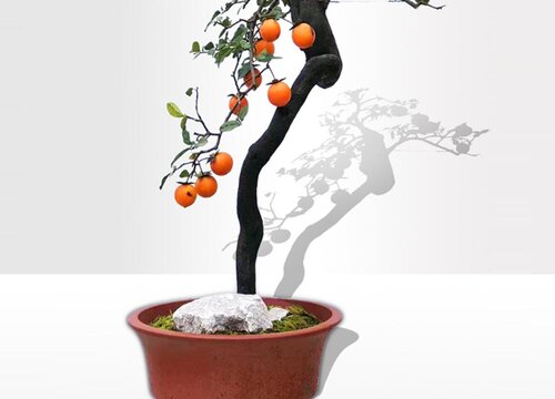 金弹子夏天可以换盆吗 夏季换盆能栽活吗