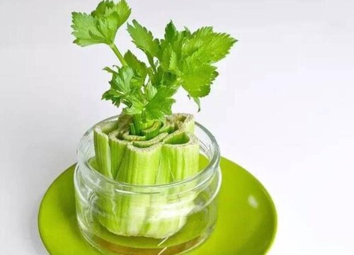 北方芹菜什么时候种植最好