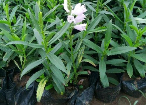 假龙头种植时间和方法