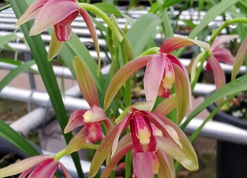 兰花夏天可以换盆吗 夏季换盆时间与管理要点