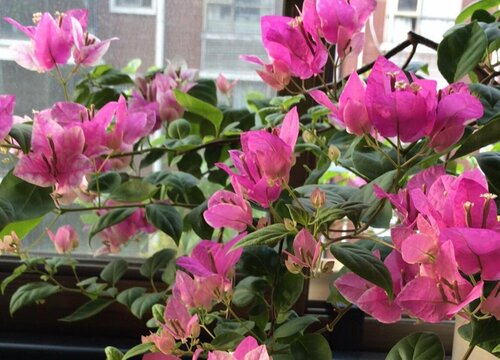 三角梅开花后需要剪枝吗（三角梅开完花且花落后如何修剪）