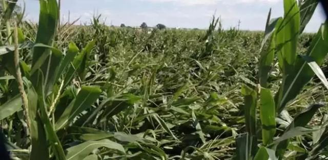 一亩地种玉米需要多少化肥（种植玉米每亩地用多少肥料）
