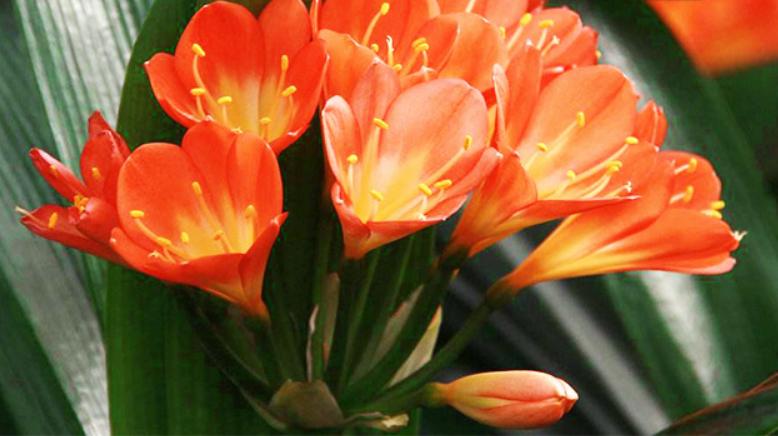 君子兰怎样养才能尽快开花（促进君子兰开花早开花快妙招）