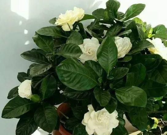 氮肥和硫酸亚铁可同时浇花吗（硫酸亚铁对花卉的作用）