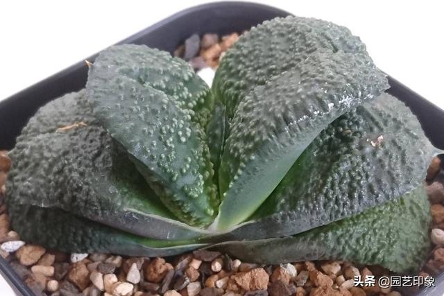 卧牛多肉植物怎么人工授粉（多肉成功授粉打种的教程）