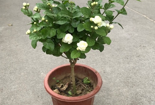 茉莉上盆方法与步骤 上盆养护注意事项