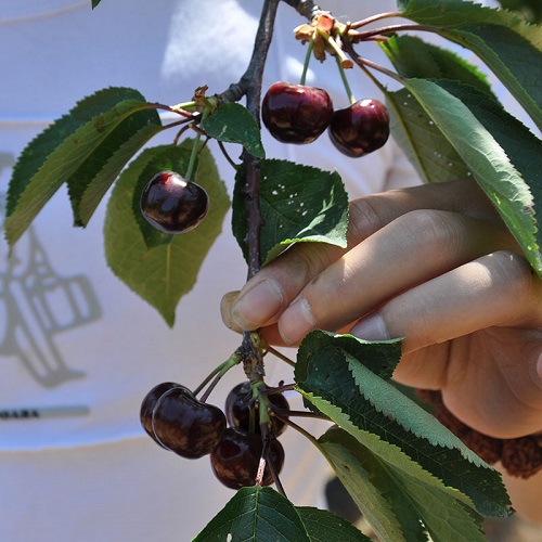 樱桃籽怎么发芽 种子怎么种植才能发芽快